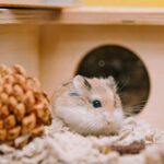 Czy z chomikiem chodzi się do weterynarza