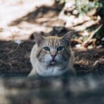 Jak bezpiecznie zabrać dzikiego kota do weterynarza